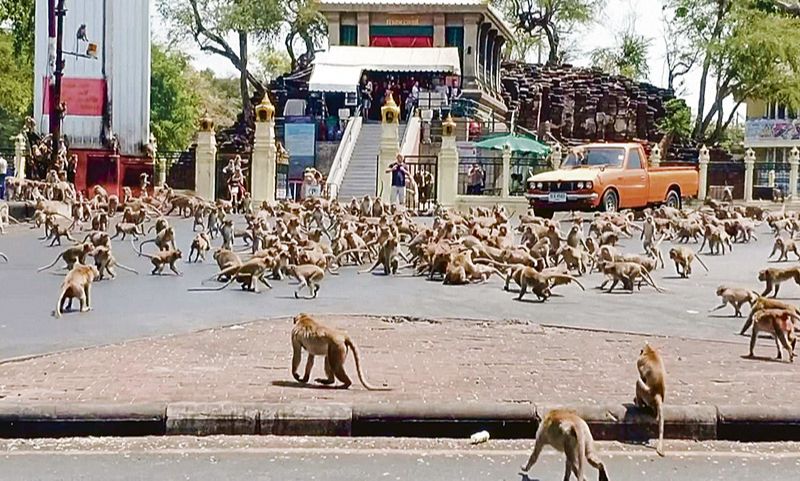 Macacos promovem correria no centro da cidade (Foto: Reprodução vídeo/Governo de Lopburi)
