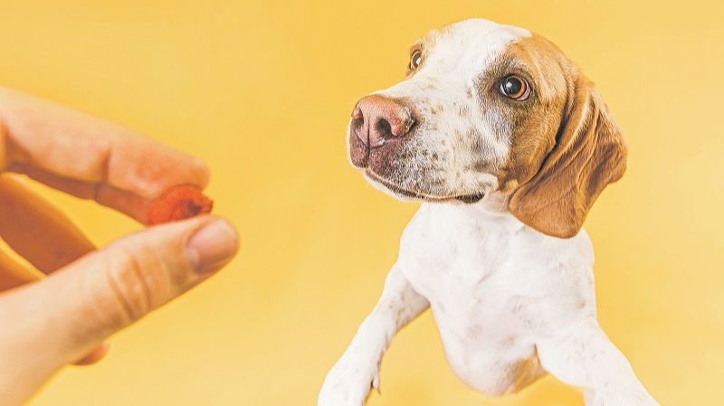 Especialistas recomendam somente petiscos próprios para os animais para evitar intoxicação e até morte (Foto: Freepik)