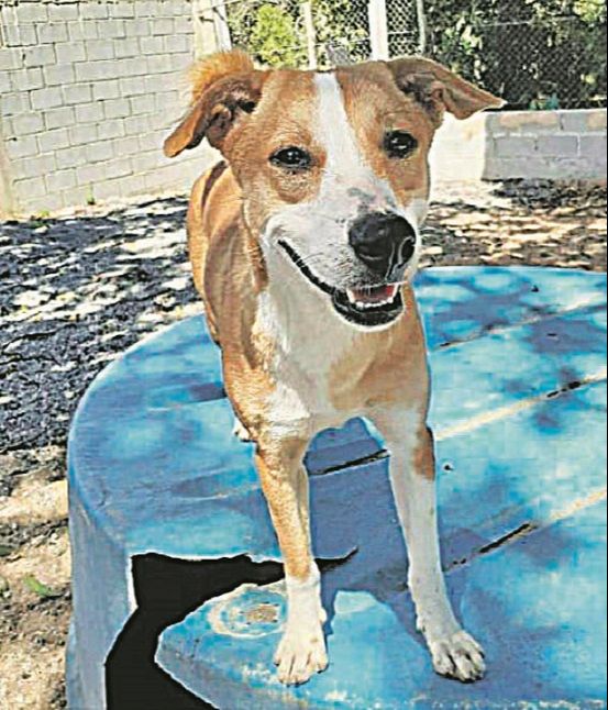 Bailey (Foto: Divulgação)