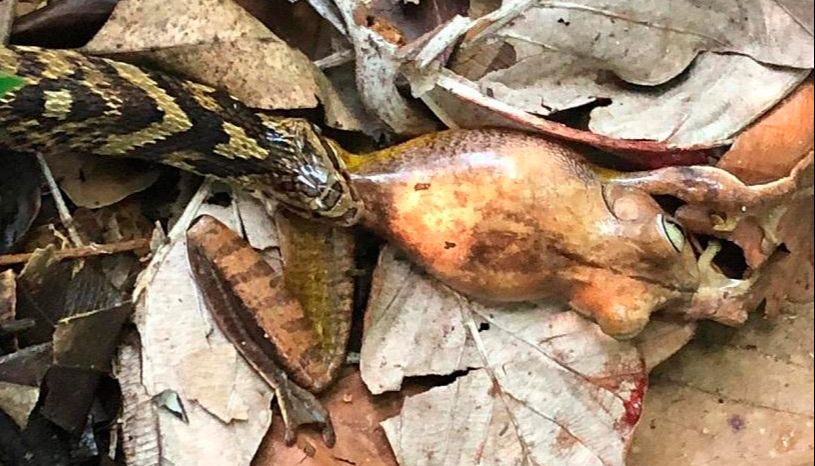 Animal descansava após ter comido um sapo (Foto: Semma/PMS)