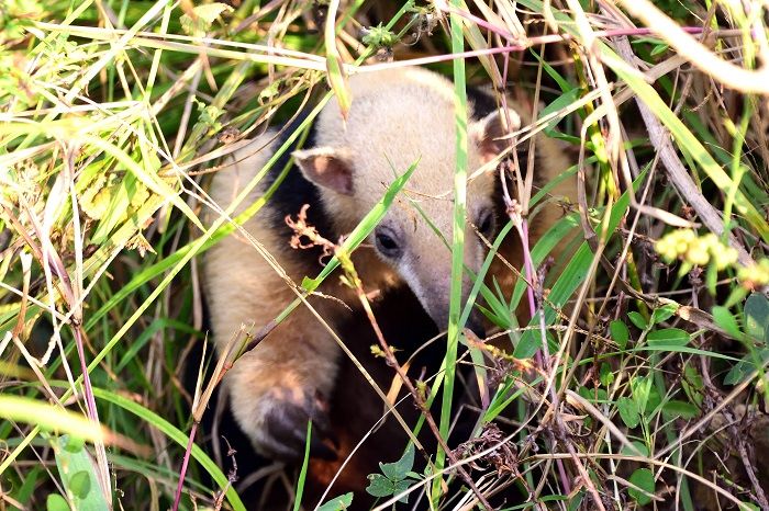 Animal foi fotografado no Mestre Álvaro (Foto: Hilton Monteiro Cristovão)
