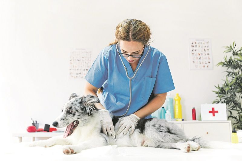 Somente o veterinário deve examinar e prescrever medicamentos para os pets: automedicação pode matar. (Foto: Freekpik)
