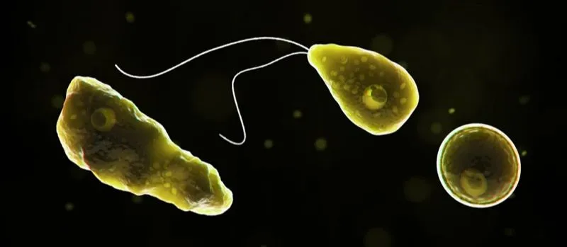Imagem ilustrativa da imagem Ameba “comedora de cérebro” faz Flórida emitir alerta nos EUA