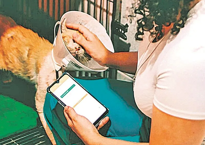Imagem ilustrativa da imagem Aplicativo permite medir a dor dos pets