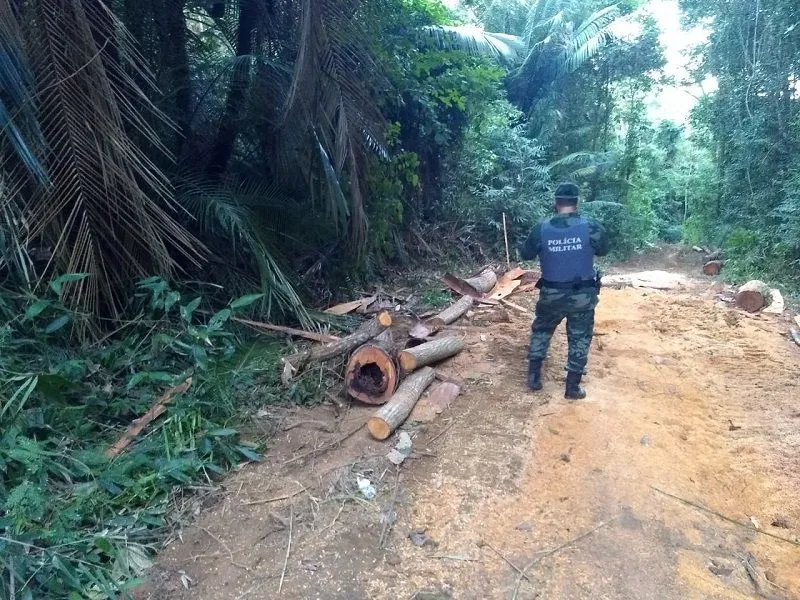Imagem ilustrativa da imagem Idoso é detido após denúncia de desmate de 25 hectares em Nova Venécia