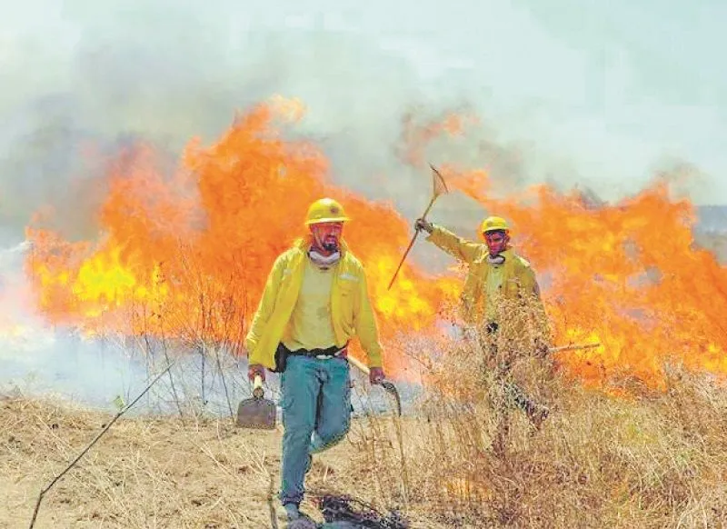 Imagem ilustrativa da imagem Ibama abre 271 vagas para combatentes da brigada de incêndios