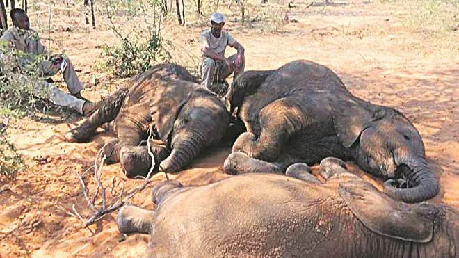 Imagem ilustrativa da imagem Mistério na morte de 275 elefantes em santuário