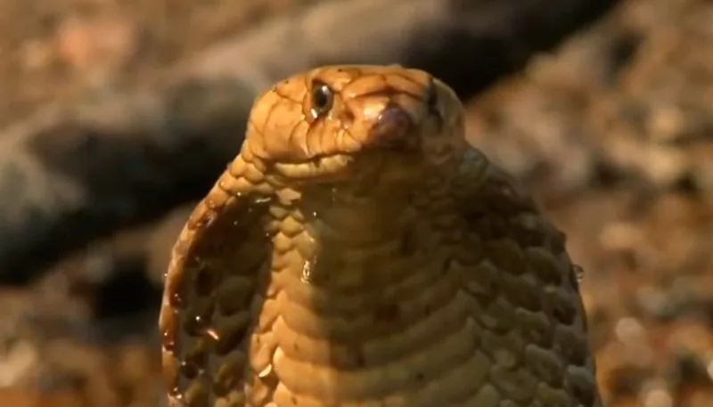 Imagem ilustrativa da imagem Estudante de veterinária picado por cobra Naja está em coma