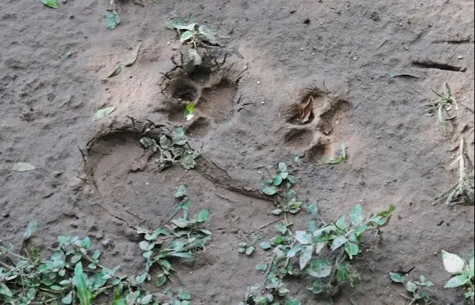 Imagem ilustrativa da imagem Polícia Ambiental faz armadilha para tentar capturar onça em Iconha