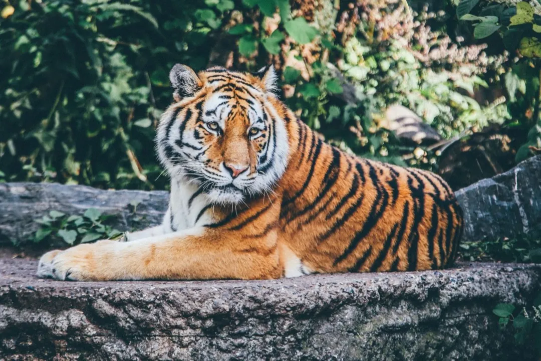 Imagem ilustrativa da imagem Tigre mata cuidadora de 55 anos na frente de visitantes em zoológico de Zurique