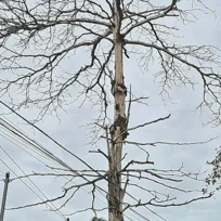 Imagem ilustrativa da imagem Árvore morta há três anos e não removida