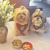 Imagem ilustrativa da imagem Pets sentem mais fome no inverno?