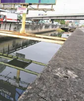 Imagem ilustrativa da imagem Mato cresce dentro de valão