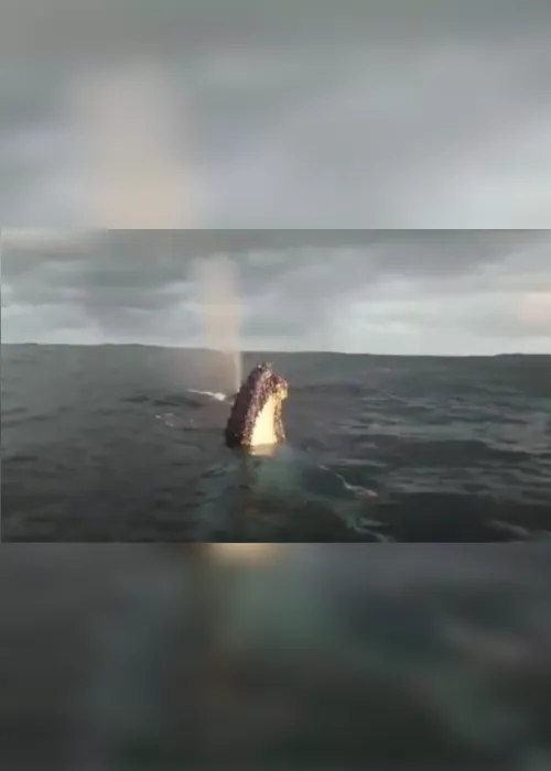 Imagem ilustrativa da imagem VÍDEO | Baleias jubarte fazem "espetáculo" para pescadores em Vitória