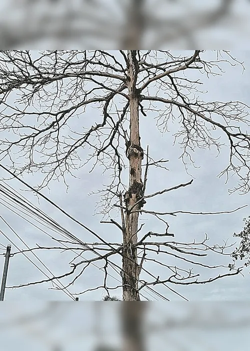 
          Imagem ilustrativa da imagem Árvore morta há três anos e não removida
          