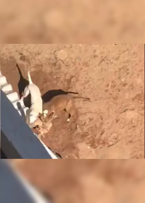 Imagem ilustrativa da imagem Mulher é acusada de maus-tratos a cães