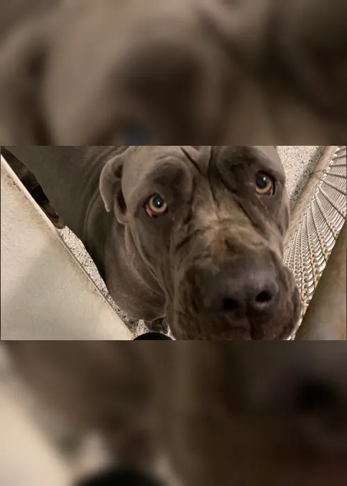Imagem ilustrativa da imagem Idoso mata pai e filha após briga por cachorro