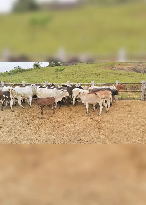 Imagem ilustrativa da imagem Quadrilhas de Minas Gerais e Bahia atacam fazendas no Estado