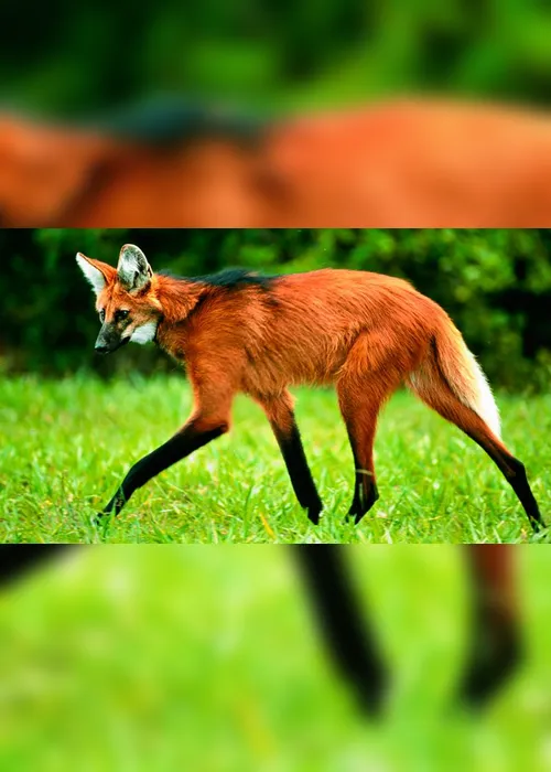 Imagem ilustrativa da imagem Conheça o lobo-guará, animal que vai estampar a nota de R$ 200