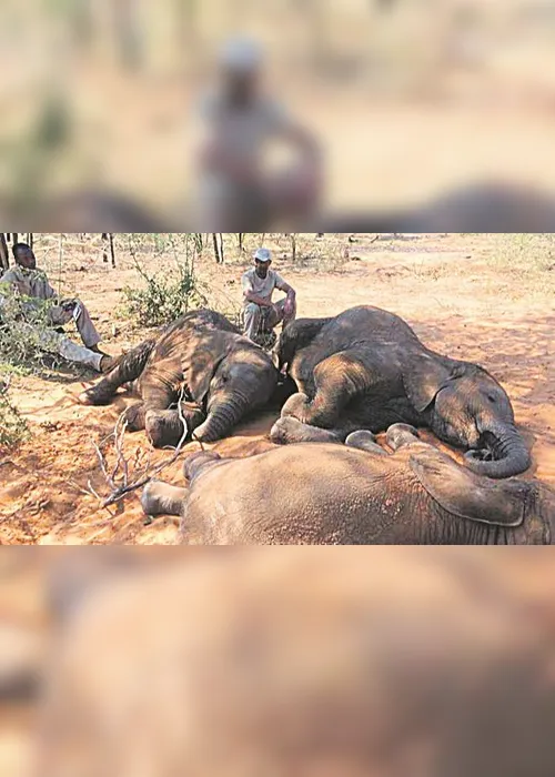 Imagem ilustrativa da imagem Esclarecido o massacre dos elefantes na África