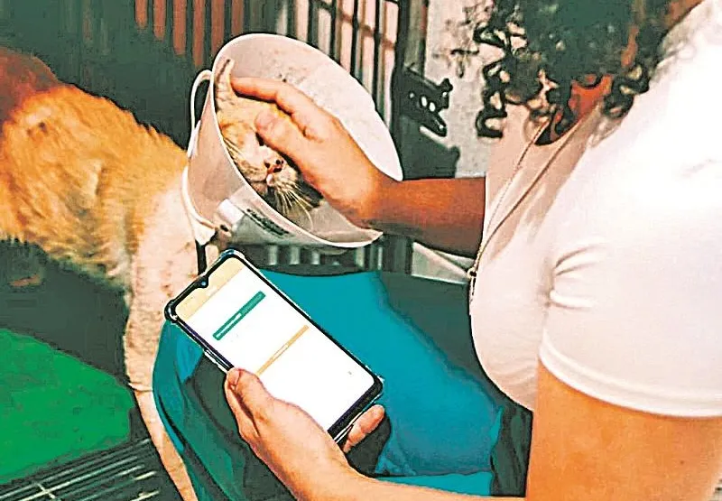 Pesquisadores desenvolvem aplicativo para medir a dor dos pets e auxiliar durante atendimento veterinário