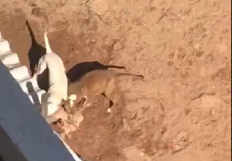 No vídeo, os dois cachorros da raça Pitbull puxavam uma das patas do cachorro até conseguir arranca-la por completo.