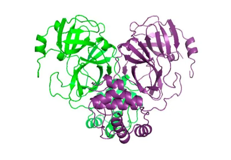 Estrutura da proteína 3CL de SARS-CoV-2 obtida no Sirius