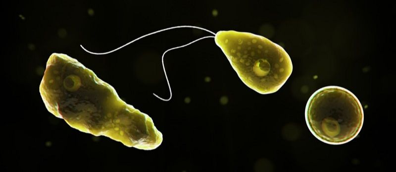 Ameba "comedora" de cérebro (Foto: CDC - Centro de Controle de Doenças dos Estados Unidos)