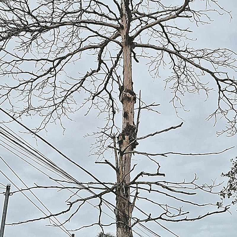 (Foto: Antônio Carlos Aprígio)