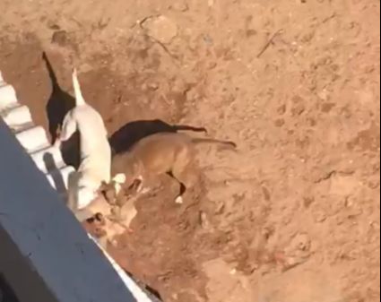 No vídeo, os dois cachorros da raça Pitbull puxavam uma das patas do cachorro até conseguir arranca-la por completo. (Foto: Reprodução)