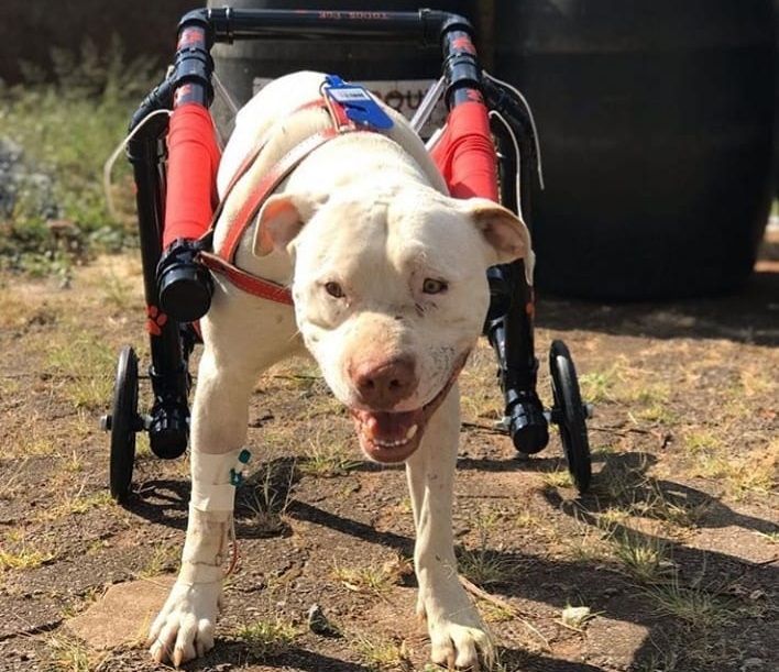 Após a repercussão do caso, o pitbull Sansão ganhou uma cadeira de rodas (Foto: Divulgação/ Instagram)