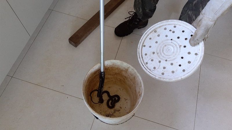 Cobra aparece na cozinha da casa de aposentada em Guarapari (Foto: Roberta Bourguignon)