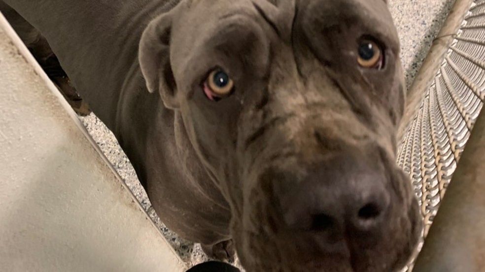 Rosy, cachorra da raça cano corso, declarada como 'perigosa' pelo Serviço de Controle de Animais (Foto: Divulgação)