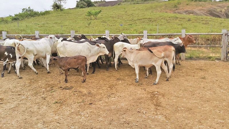 Segundo a Polícia Civil, bandidos agem na calada da noite, furtando ou matando bois e vacas para vender a carne do animal, ilegalmente. (Foto: Divulgação)