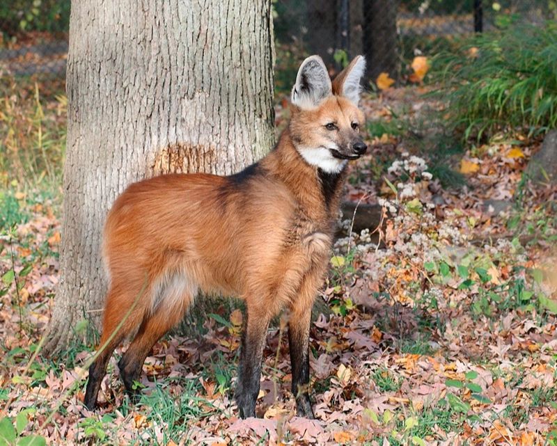 Lobo-Guará (Foto: Divulgação)