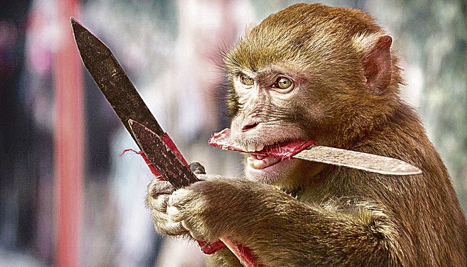 Macaco é flagrado com facas nas mãos e na boca (Foto: Divulgação)