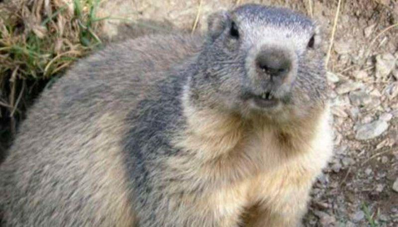 Marmota (Foto: Divulgação)