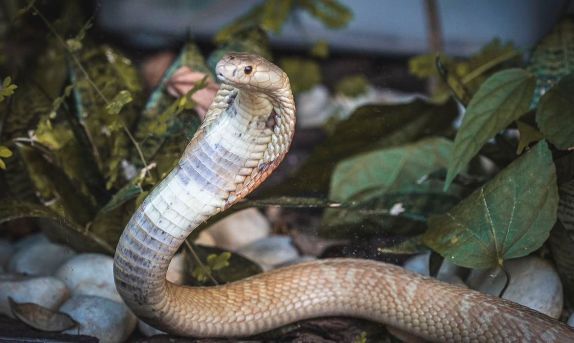 Naja picou estudante de veterinária no Distrito Federal (Foto: Ivan Mattos/ Zoológico de Brasília)
