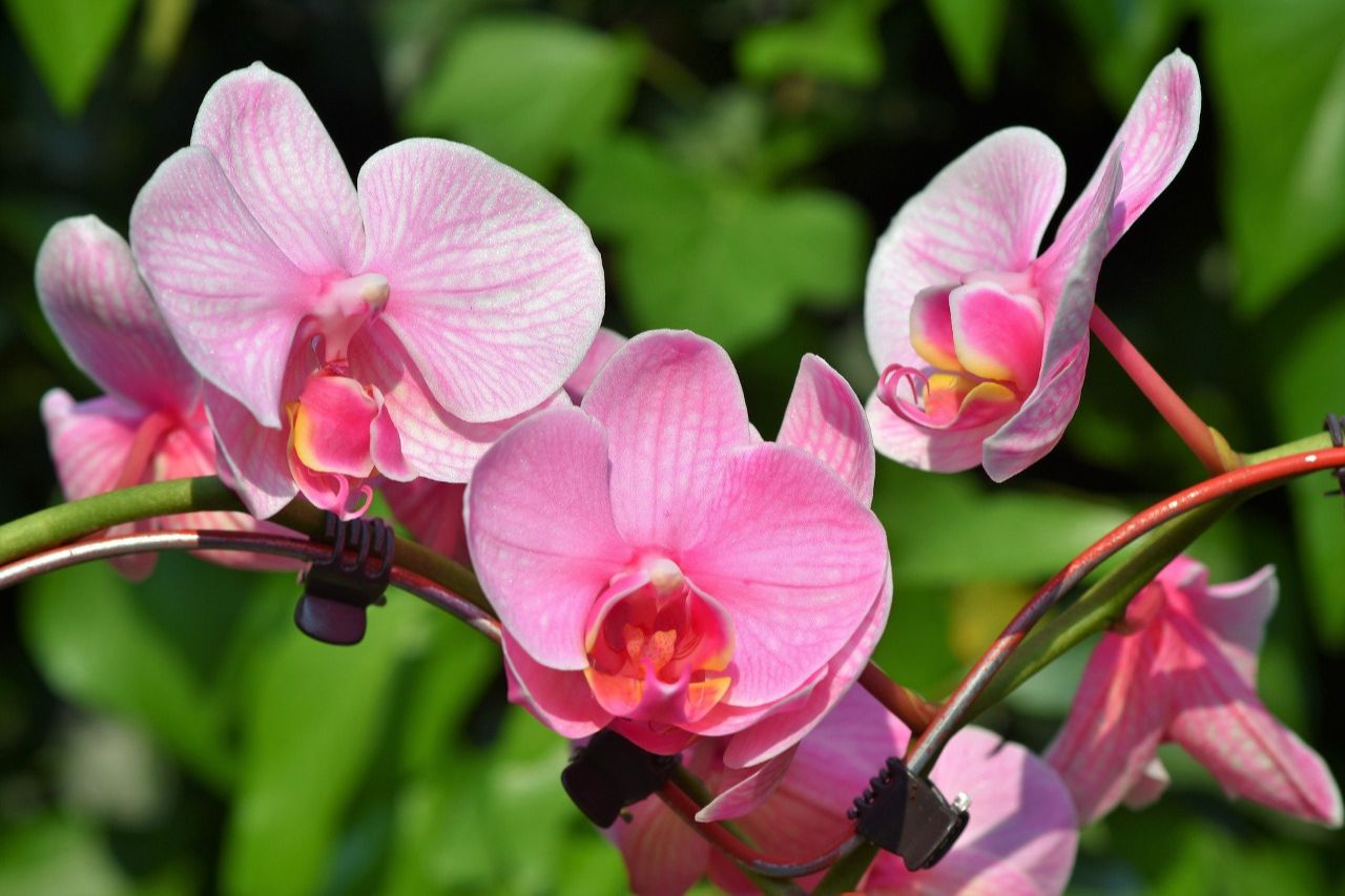 Orquídeas (Foto: Pixabay)