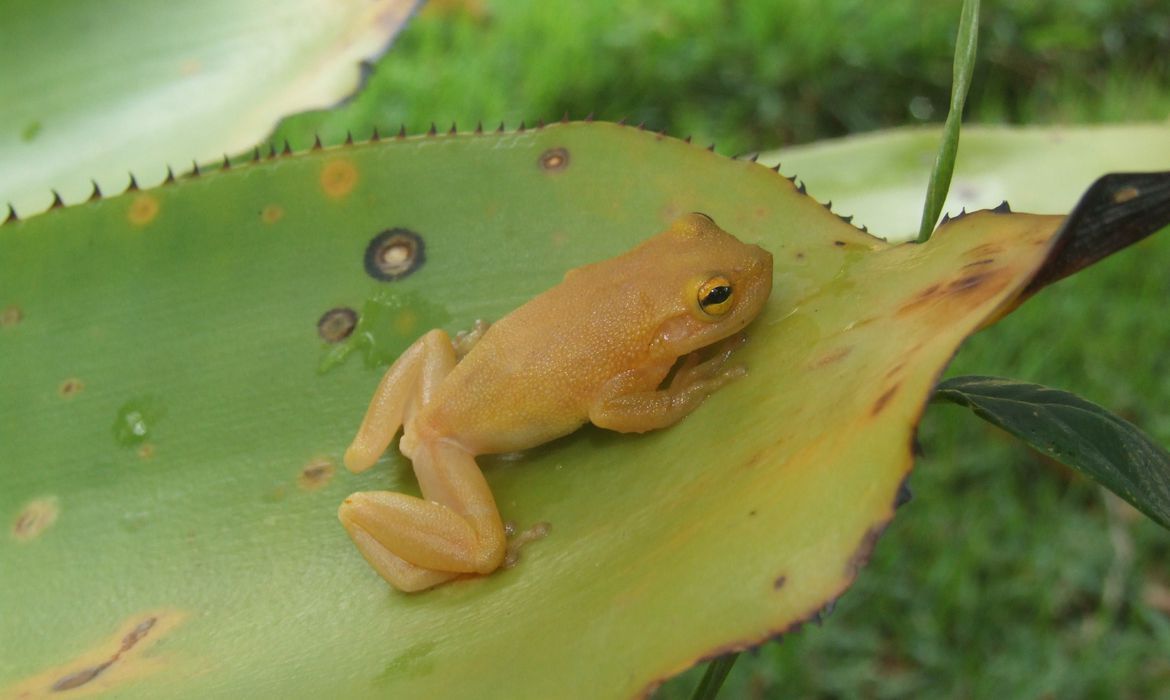 Cientistas descobrem nova espécie de perereca-de-bromélia na Bahia (Foto: Divulgação/ Fundação Boticário)