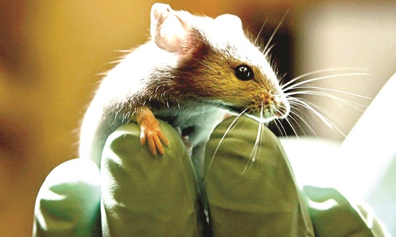Rato é hospedeiro de pulga infectada com o bacilo. Transmissão entre humanos ocorre em quem tem pneumonia (Foto: Divulgação)