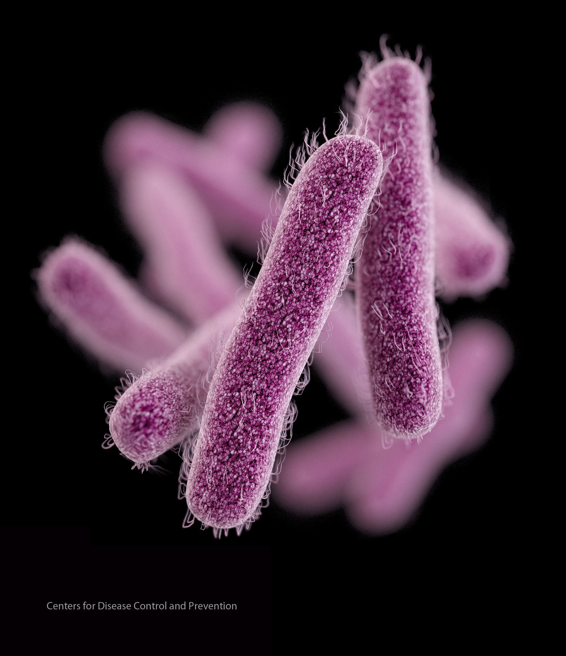 Bactérias resistentes a antibióticos (Foto: CDC-EUA/Divulgação)