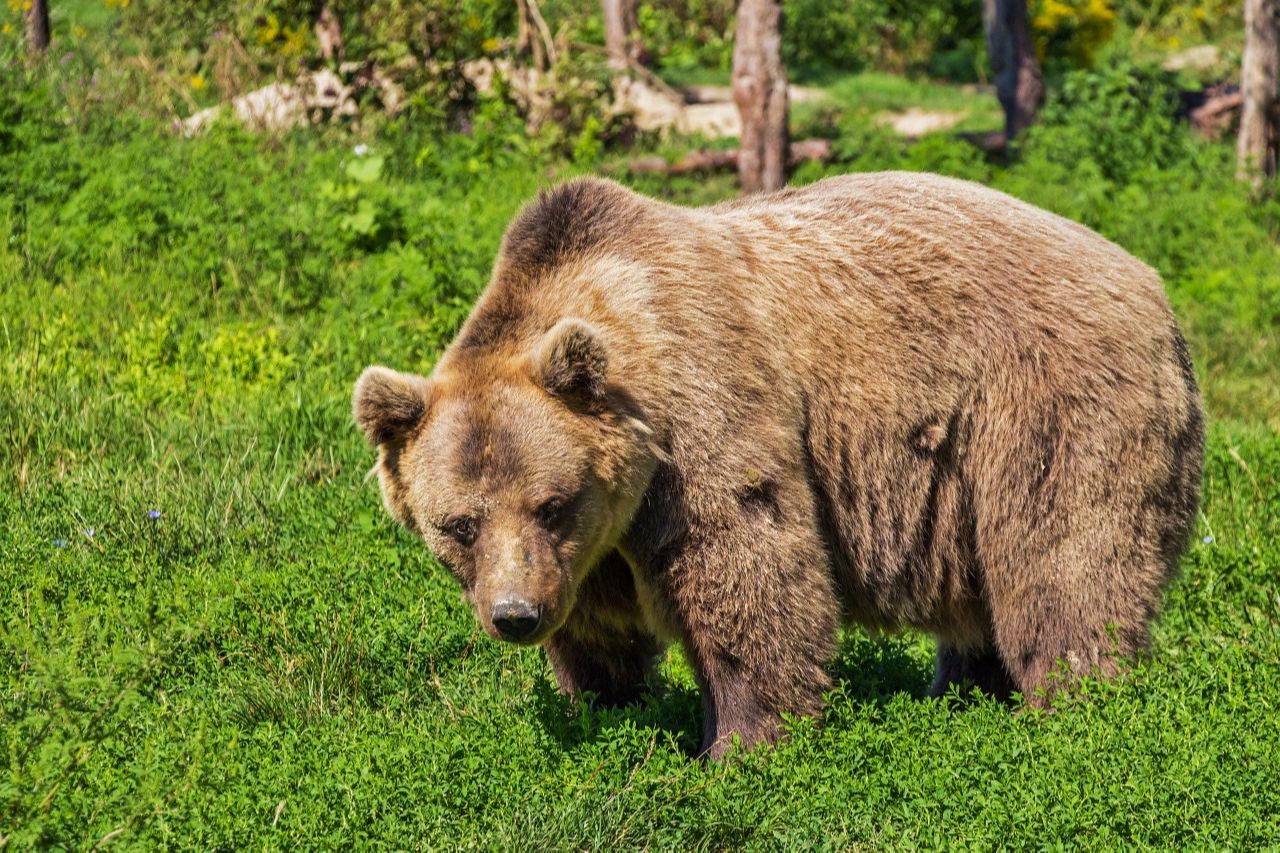 Urso (Foto: Pixabay)
