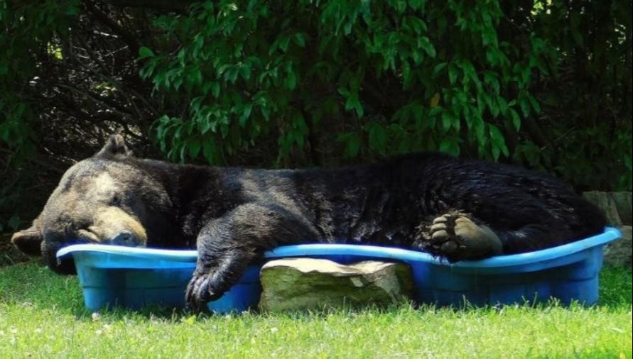 O urso deixou o local após ouvir barulhos dos cachorros de estimação dos netos da moradora. (Foto: Regina Keller/Divulgação)