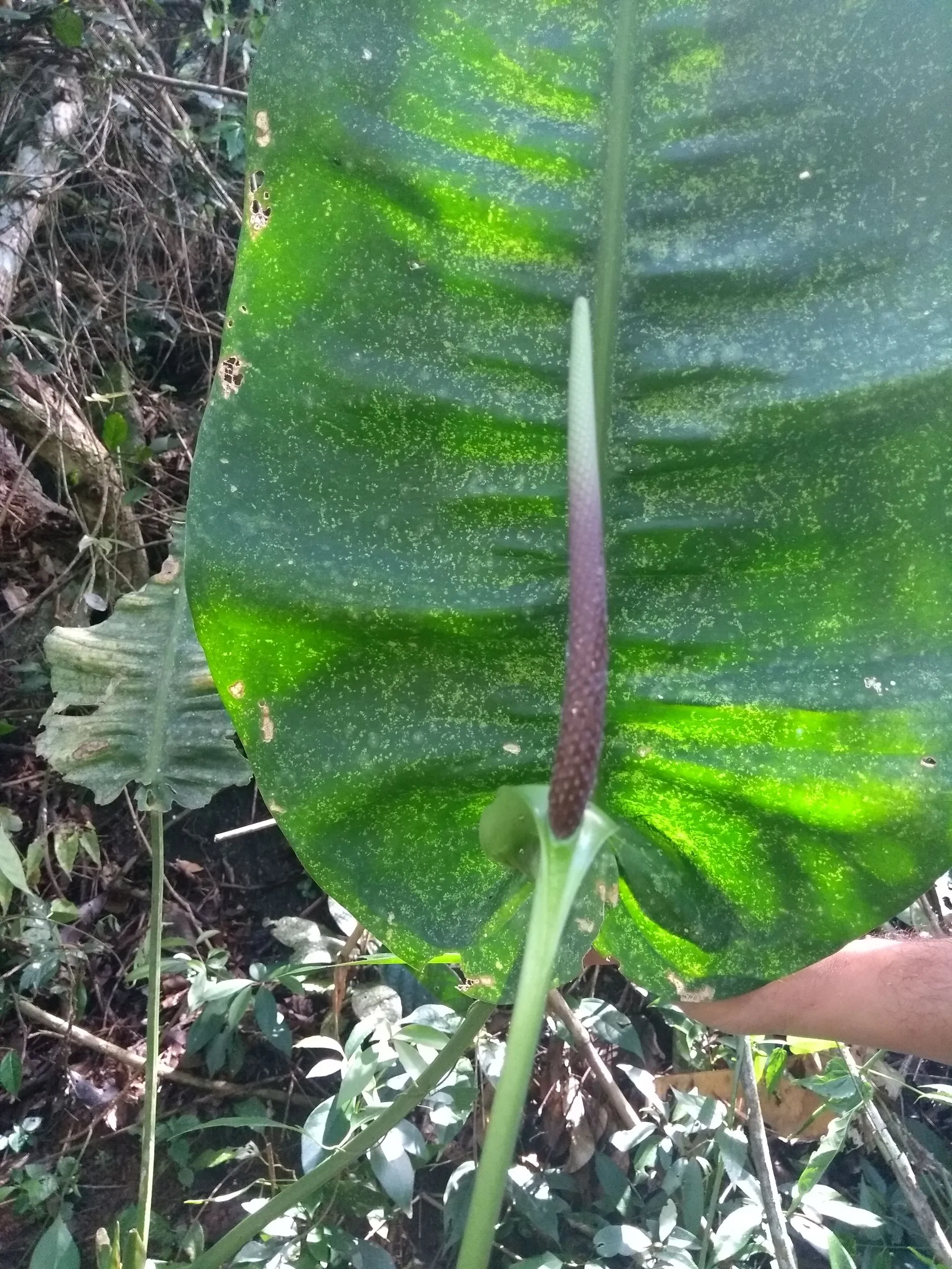 Imagem ilustrativa da imagem Planta em formato de coração é descoberta em Aracruz