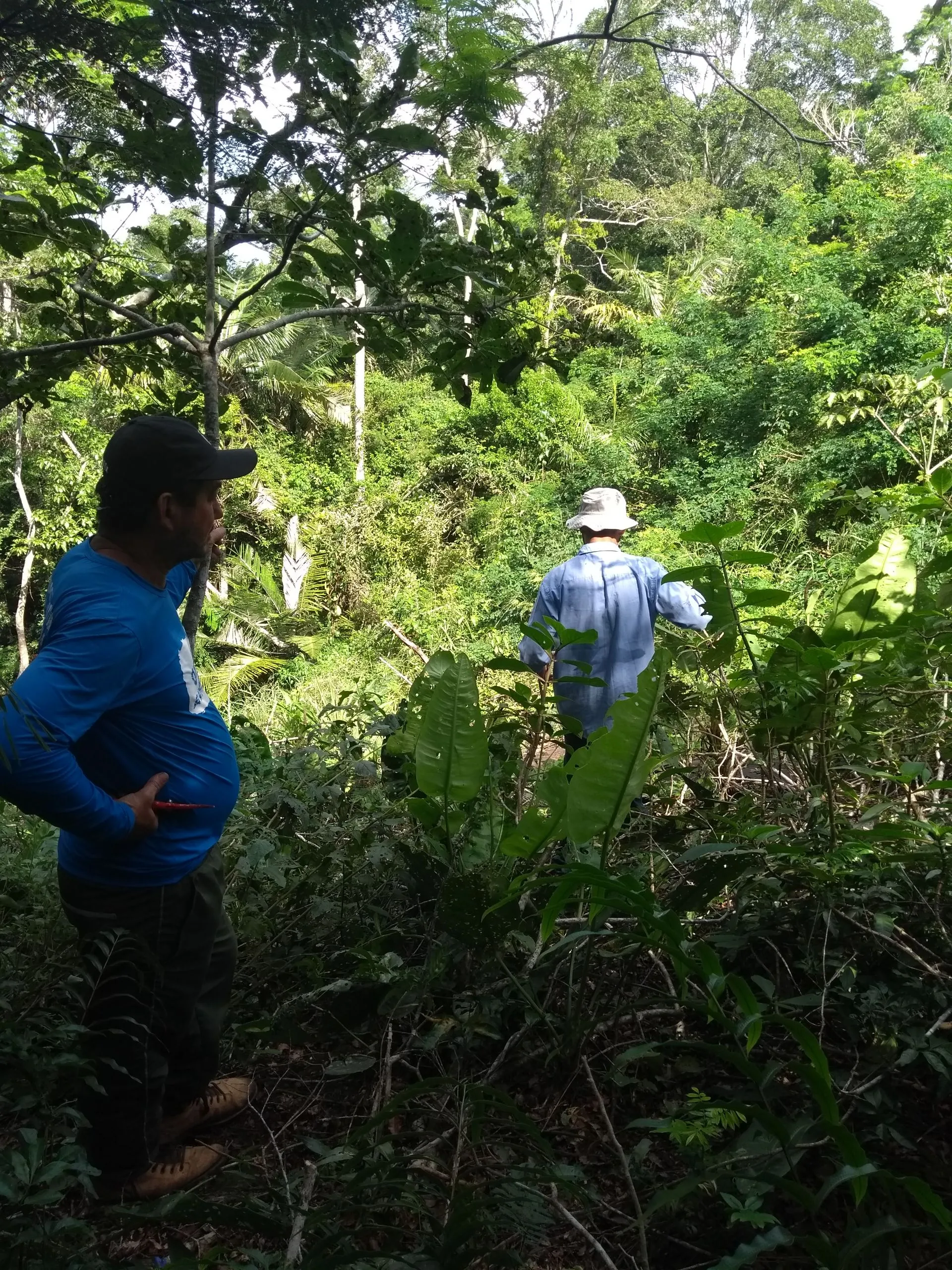 Imagem ilustrativa da imagem Planta em formato de coração é descoberta em Aracruz