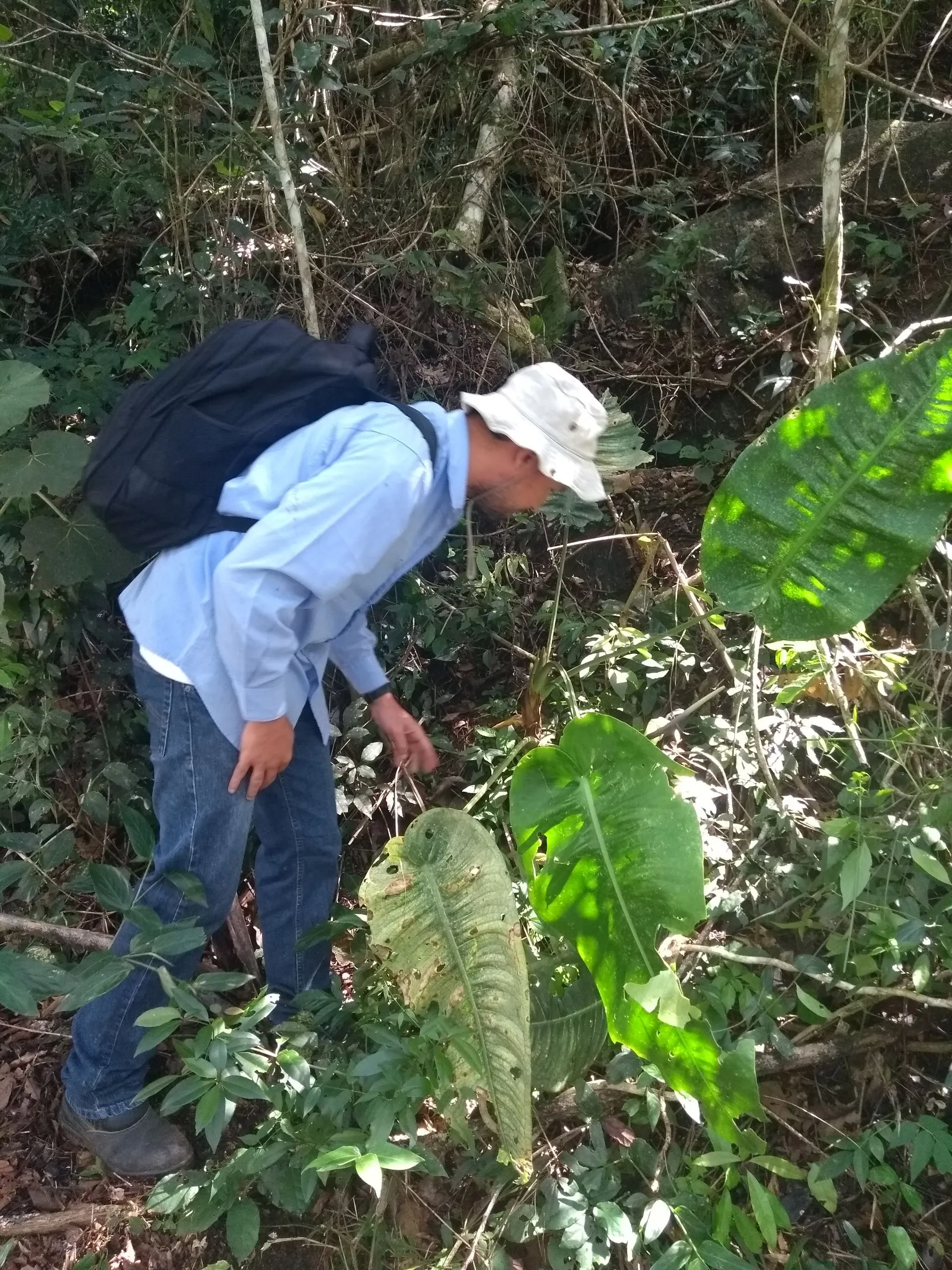 Imagem ilustrativa da imagem Planta em formato de coração é descoberta em Aracruz