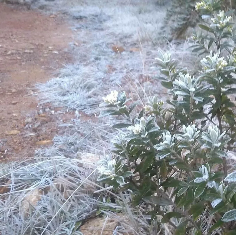 Imagem ilustrativa da imagem FOTOS | Gelo cobre chão e plantas na região capixaba do Caparaó