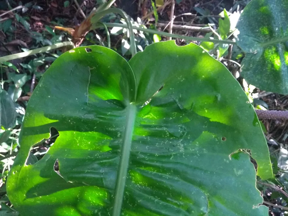 Imagem ilustrativa da imagem Planta em formato de coração é descoberta em Aracruz