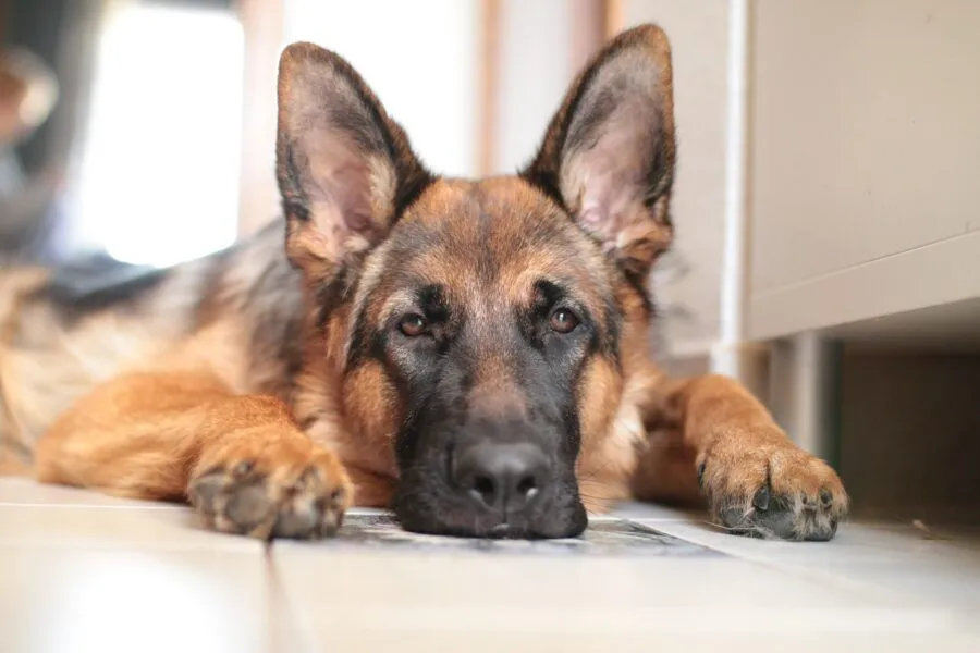 Imagem ilustrativa da imagem Primeiro cachorro diagnosticado com coronavírus é sacrificado nos Estados Unidos